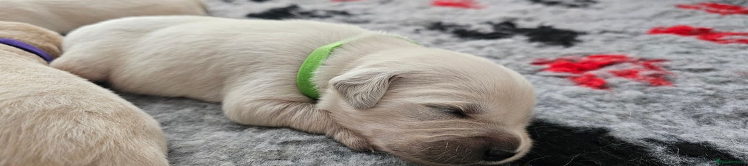 Golden Retriever Puppy 2