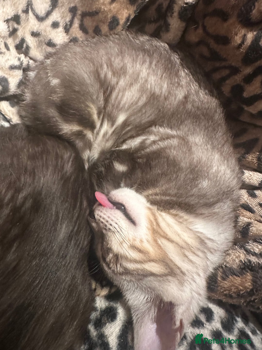 Bengal cats for sale: Well socialised kittens & retired breeding females - Advert 15