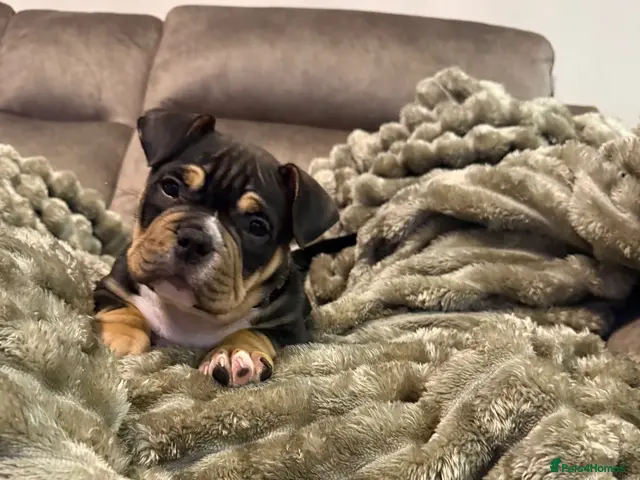 American Bully dogs for sale: Only one male puppy left available, - Advert 22
