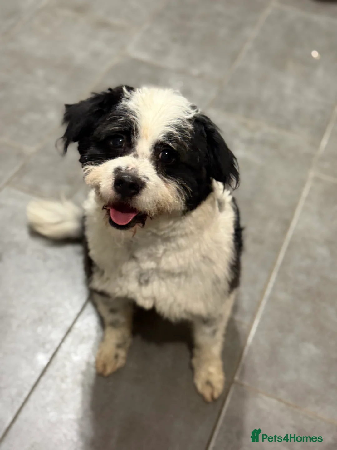 Mixed Breed dogs for adoption: Cute Teddy looking for True Love  - Advert 12