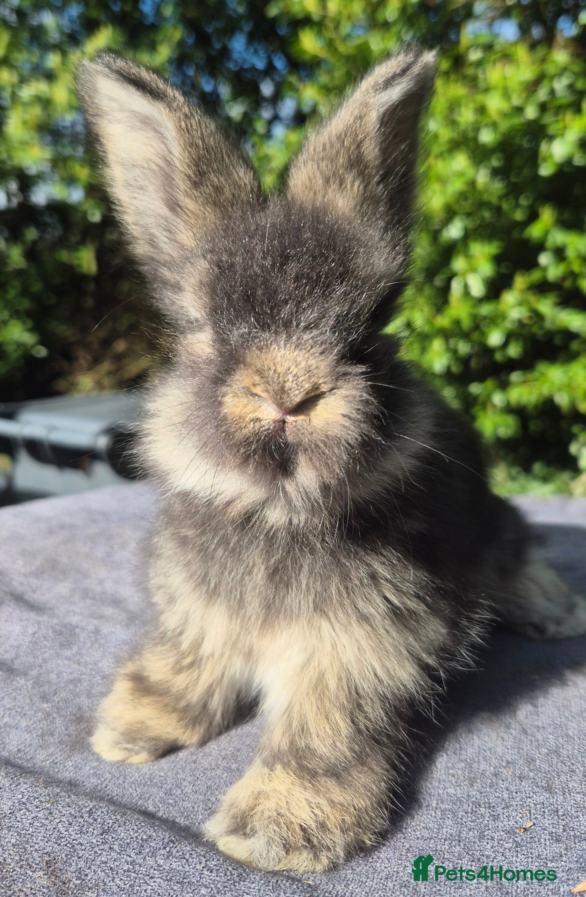 Angora rabbits 💙Stunning angora boys-imported parents💙  - Advert 1