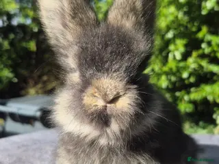 Angora rabbits 💙Stunning angora boys-imported parents💙 - Advert 4