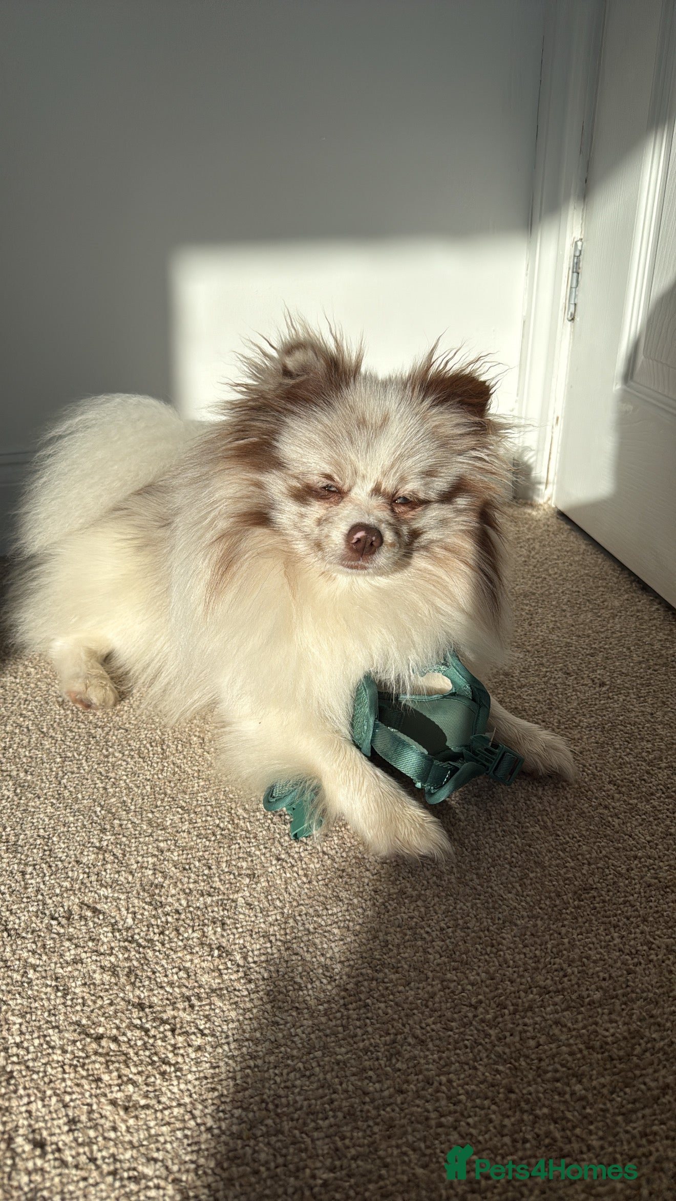 Pomeranian dogs Obi (for stud only)  - Advert 1