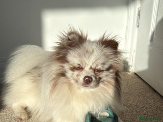 Pomeranian dogs Obi (for stud only) - Advert 1