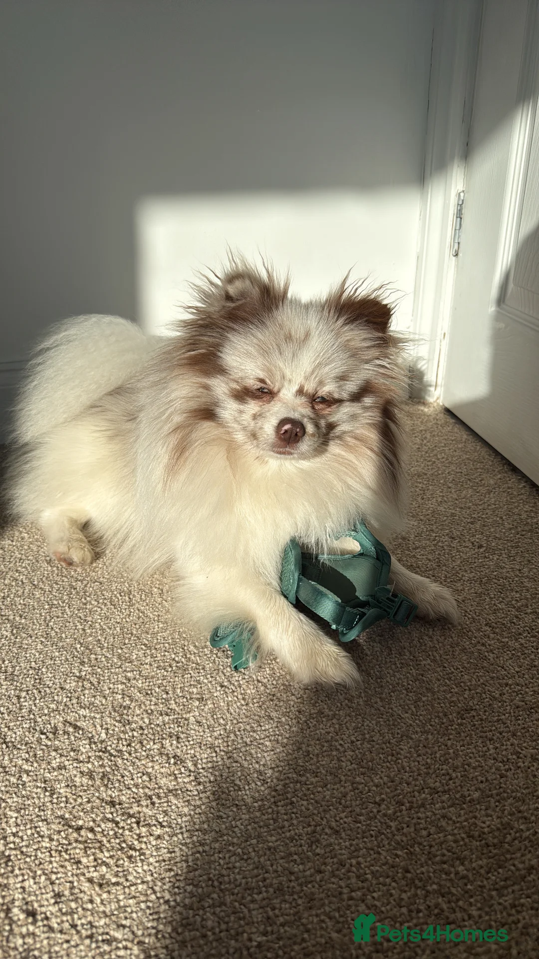 Pomeranian dogs for stud: Obi (for stud only)  - Advert 1