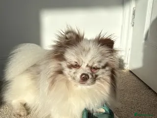 Pomeranian dogs Obi (for stud only) - Advert 11