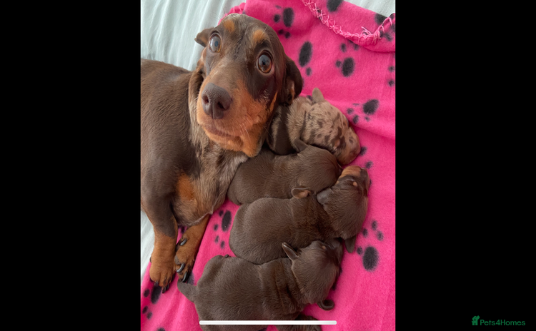 Miniature Dachshund dogs - Advert 16