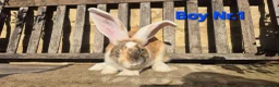 Continental Giant rabbits for sale: VACCINATED Pure Continental Giant  - Advert 16