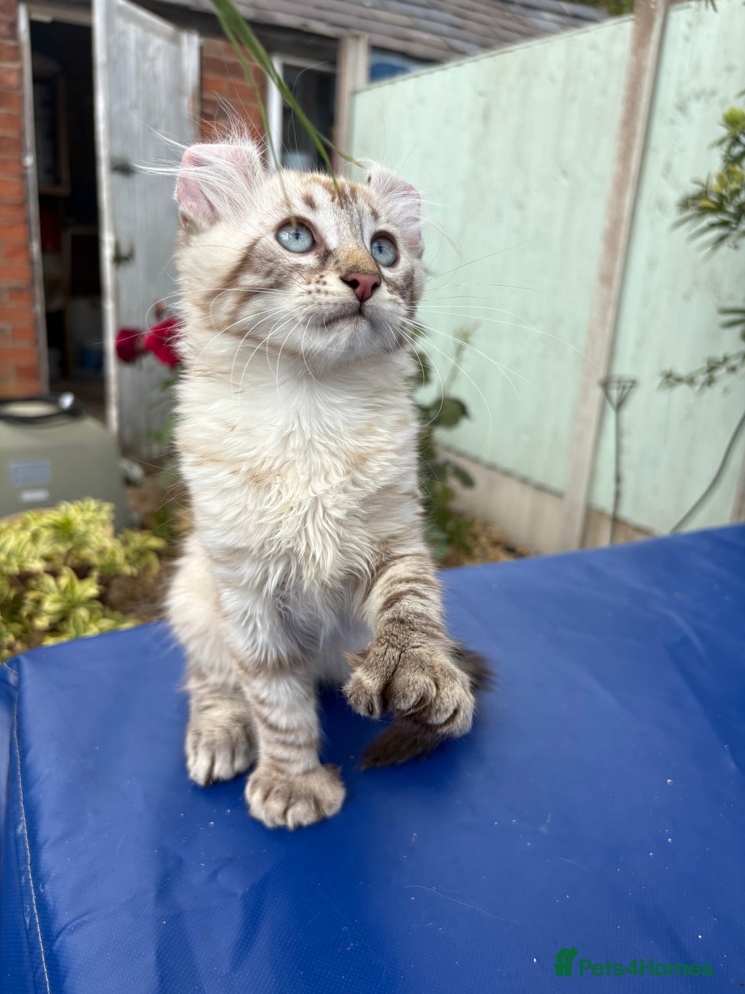 Keetso cats for sale: Stunning polydactyl longhaired snow leopard Keetso - Image 19