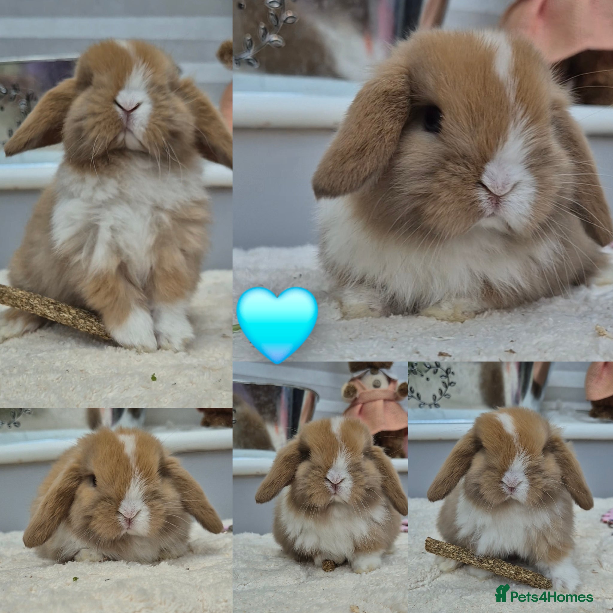 Mini Lop rabbits Mini lop Rabbit ready now - Advert 12