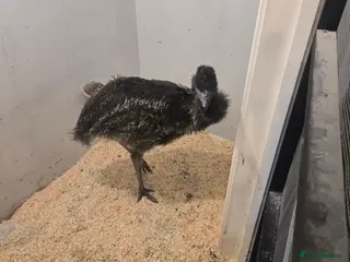Emus poultry Emu female for sale hatched my me loves people in Telford - Advert 1