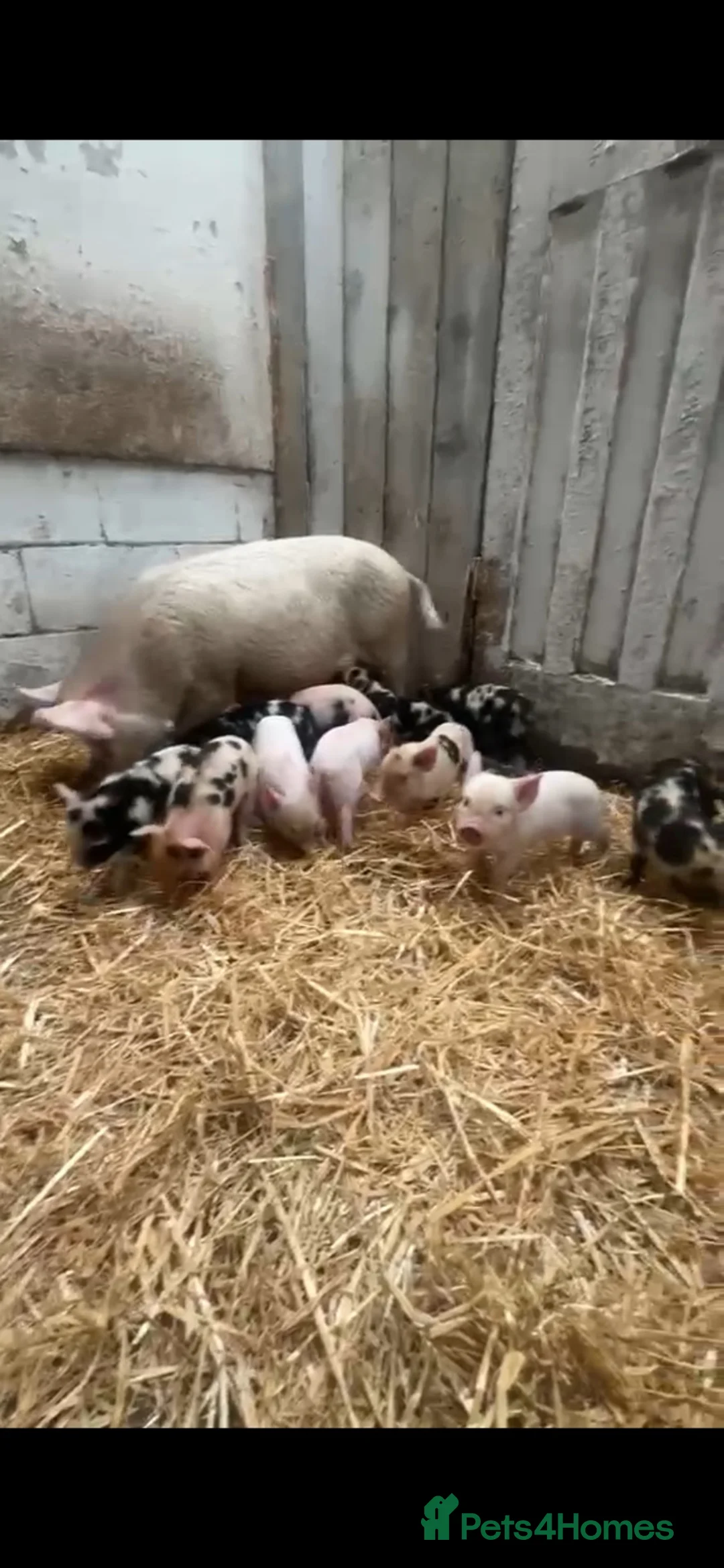 Pig livestock for sale: Piglets for sale  - Advert 2