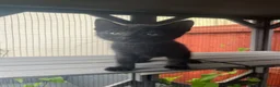 Mixed Breed cats for sale: Lovely kittens - Advert 10