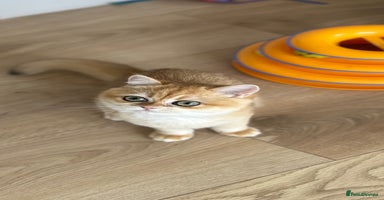 British Shorthair cats - Advert 1