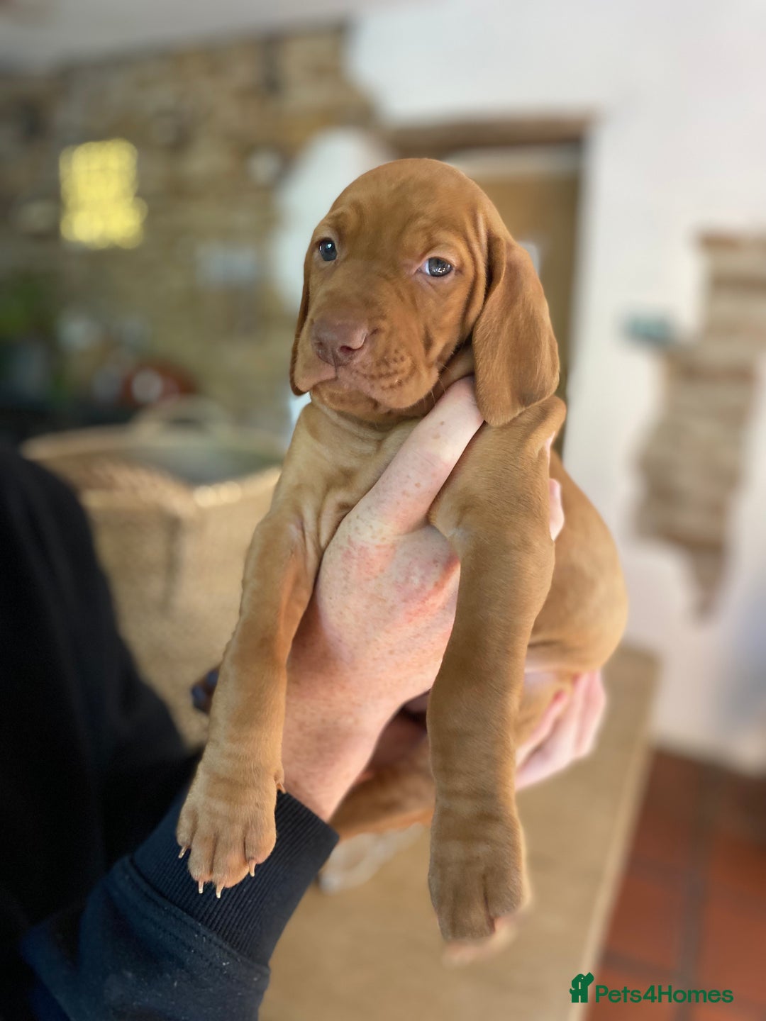 Hungarian Vizsla dogs for sale: Hungarian Vizsla  - Advert 15