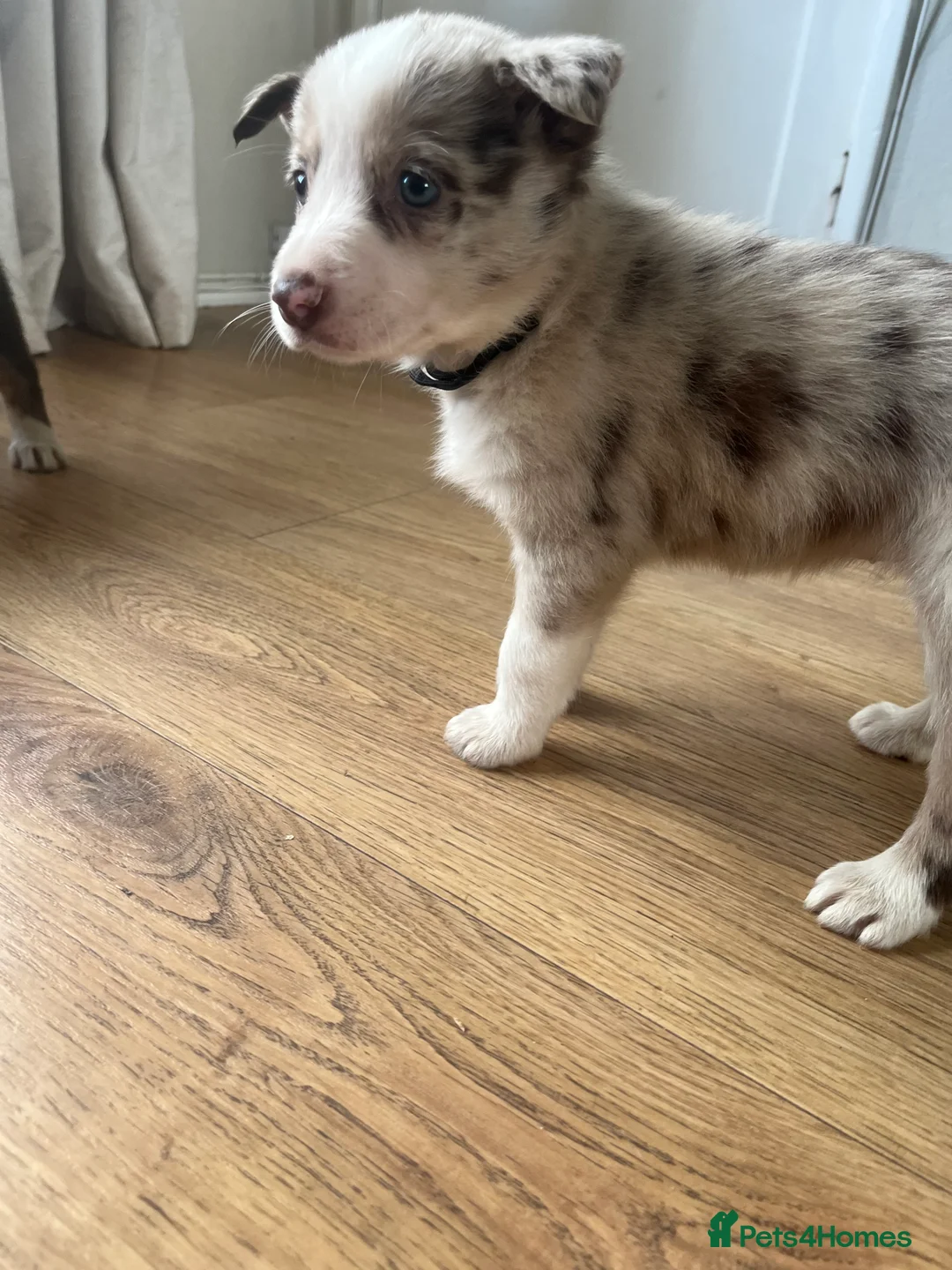 Border Collie dogs for sale: Border Collie Puppies  - Advert 2