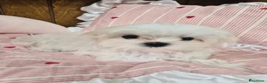 Maltese 1