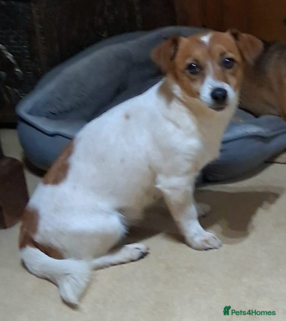 Jack Russell dogs Two Jack Russell dog puppies - Advert 1