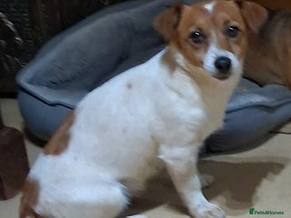 Jack Russell dogs Two Jack Russell dog puppies - Advert 3