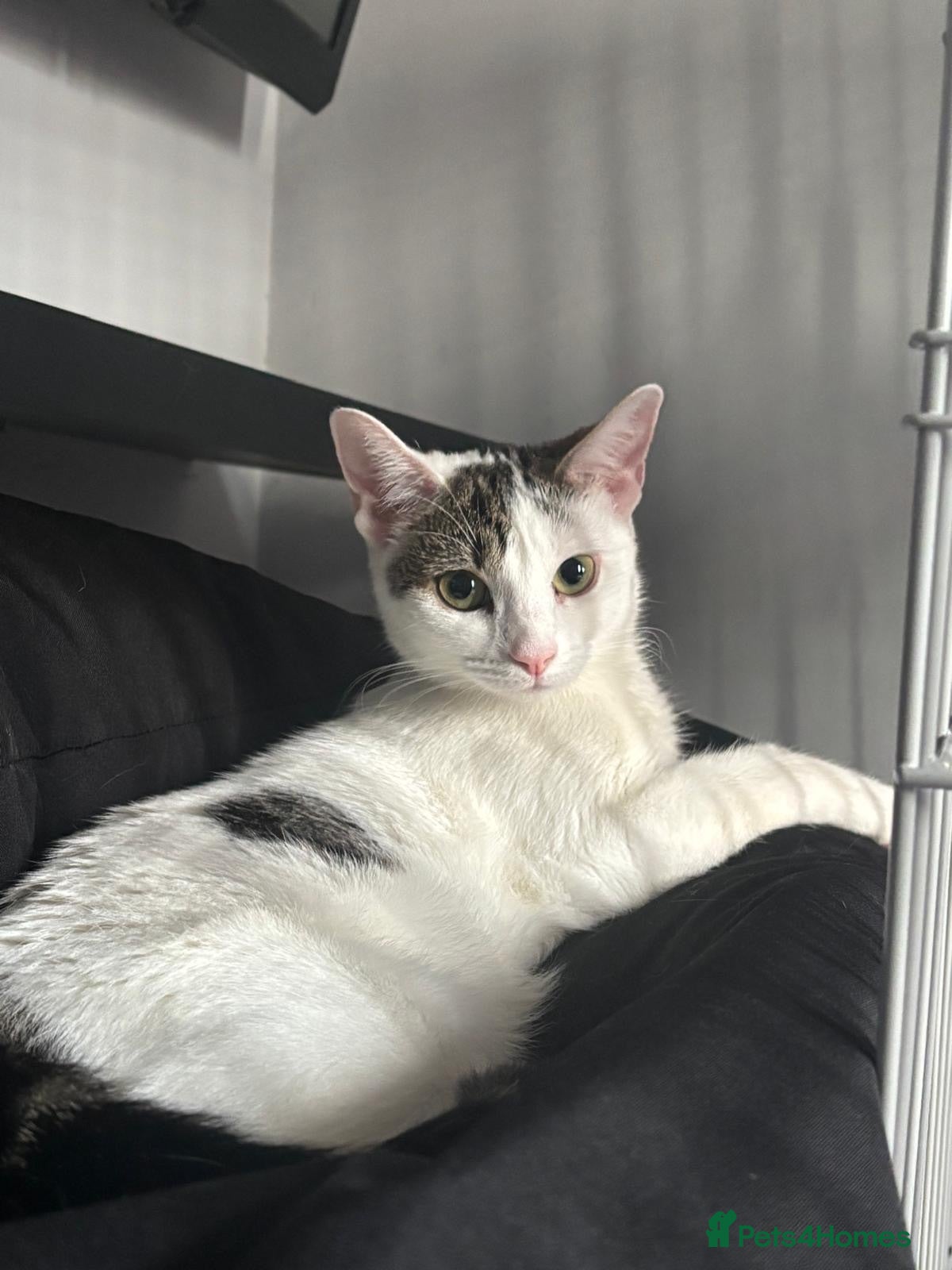 Domestic Shorthair cats Lily & Tallulah - Adopt Cats in Crisis East Ldn - Advert 8