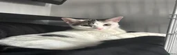Domestic Shorthair cats for adoption: Lily & Tallulah - Adopt Cats in Crisis East Ldn - Advert 1