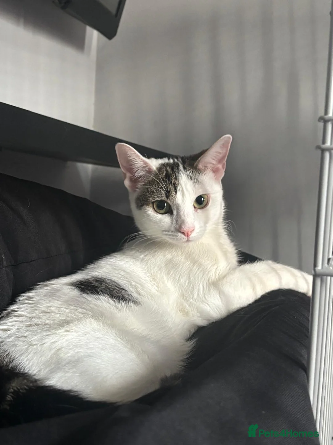 Domestic Shorthair cats for adoption: Lily & Tallulah - Adopt Cats in Crisis East Ldn - Advert 1