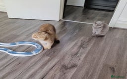 Scottish Fold cats for sale: Scottish fold 1 female left  - Image 8