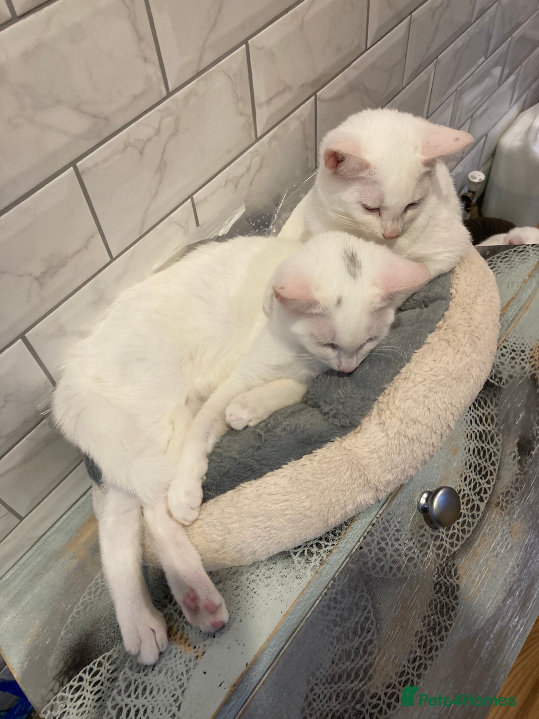 Turkish Van cats for sale: Gorgeous Turkish Van kitten - Advert 20