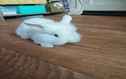 Lionhead rabbits for sale: 4 baby Lionhead rabbits - Advert 4