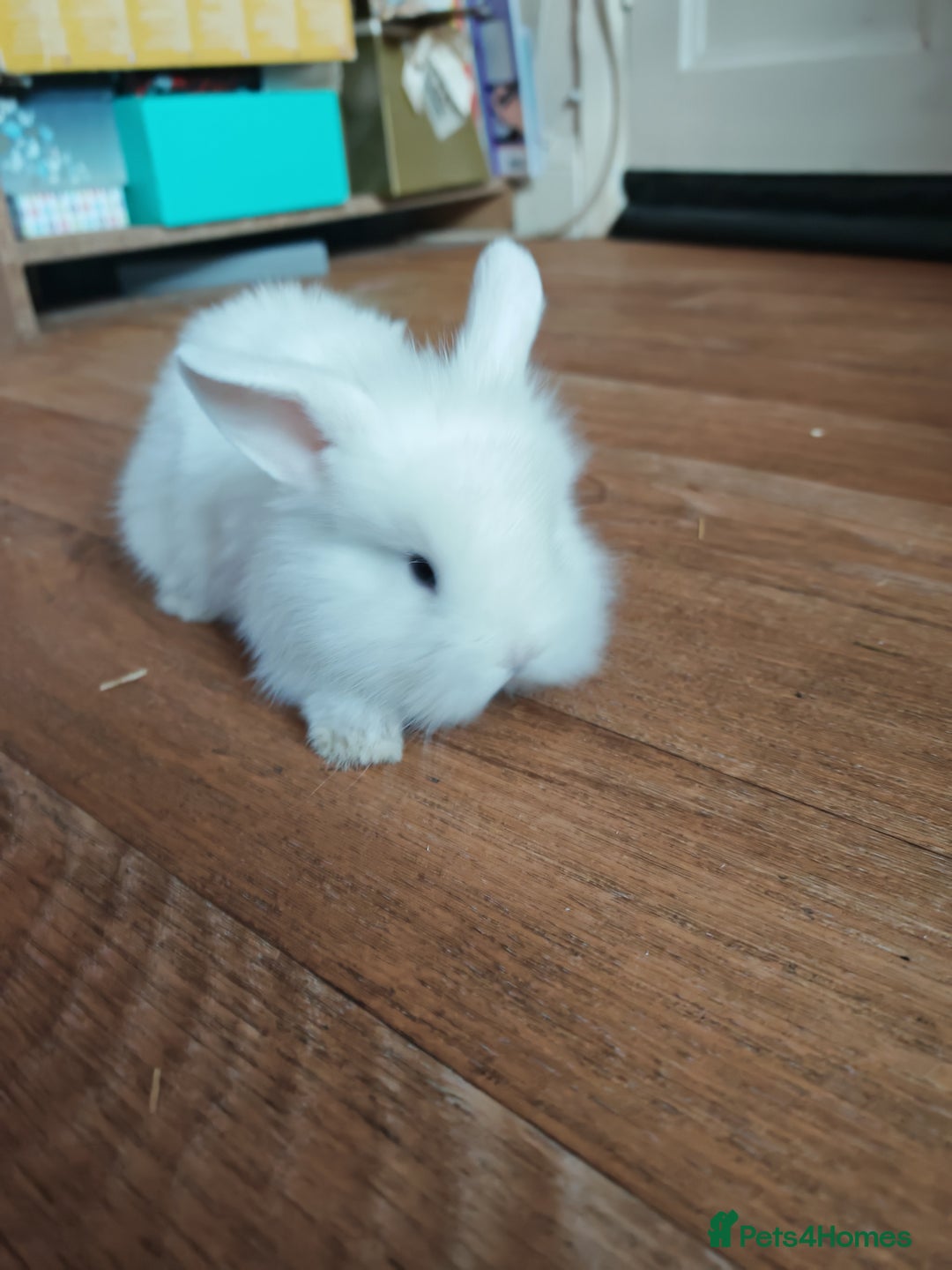 Lionhead rabbits for sale: 4 baby Lionhead rabbits - Advert 4