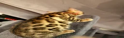 Bengal cats for sale: Stunning Bengal Kittens – Home Raised & Beautiful - Advert 7