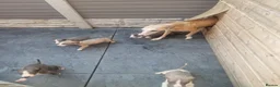 Whippet dogs for sale: Whippet pups  - Advert 17