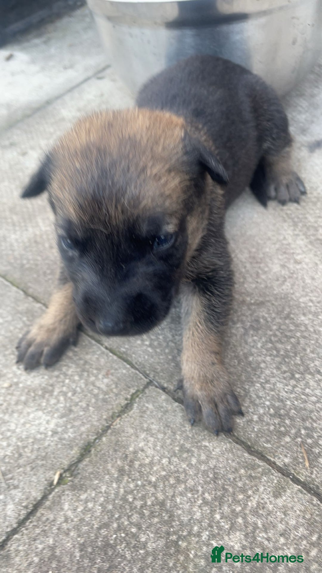 Belgian Shepherd Dog dogs for sale: Stunning Pure Belgian Malinois Pups - Image 6