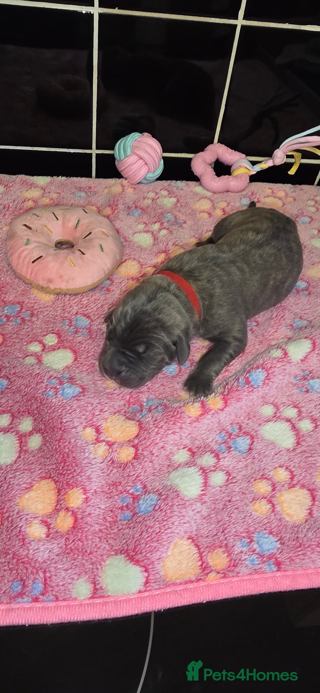 Cane Corso dogs for sale: 8 beautiful cane corsos  - Image 15