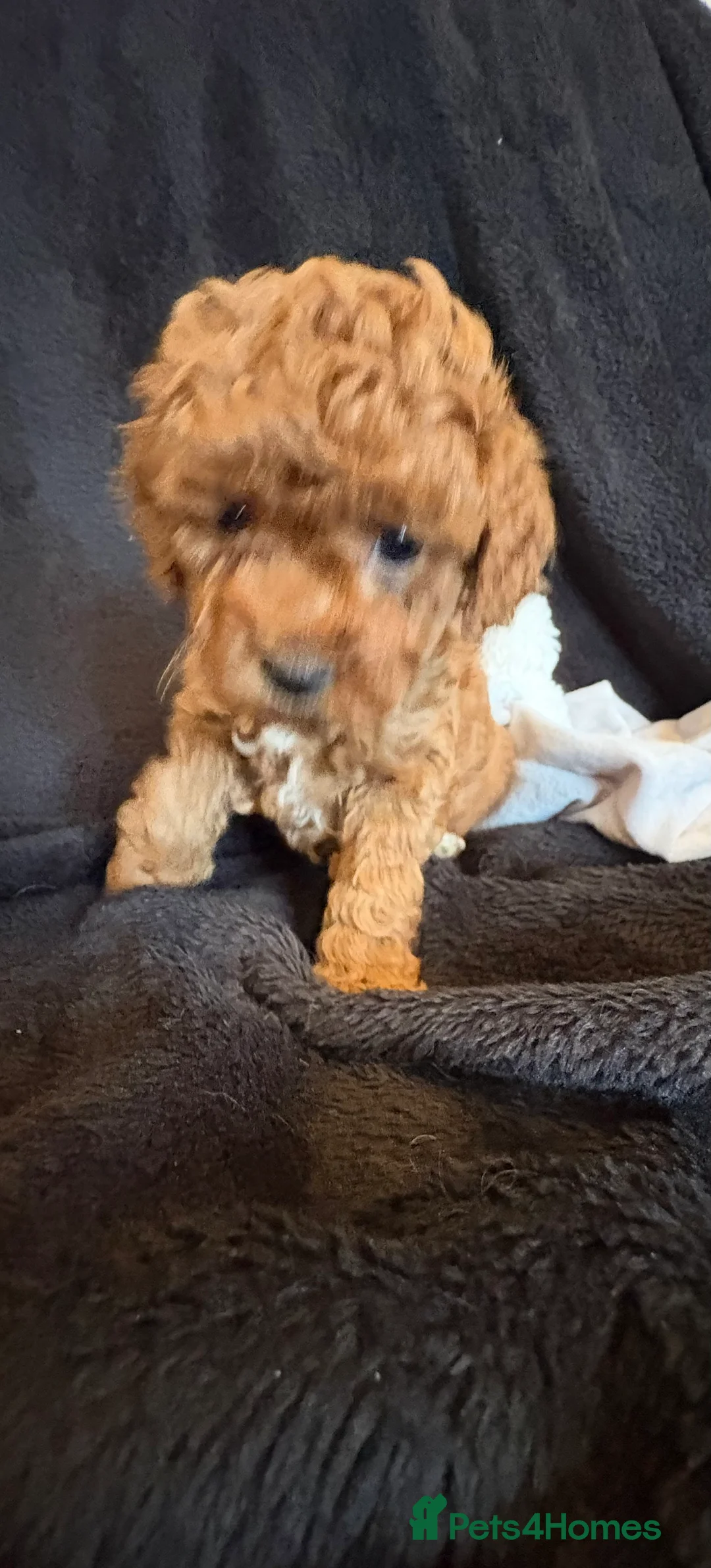 Cavapoochon dogs for sale: Gorgeous Therapy puppies  - Advert 15