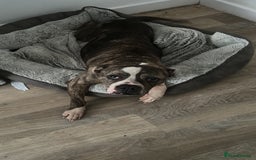 Old Tyme Bulldog dogs for sale: Poppy - Image 1