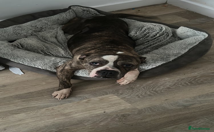 Old Tyme Bulldog dogs - Advert 1