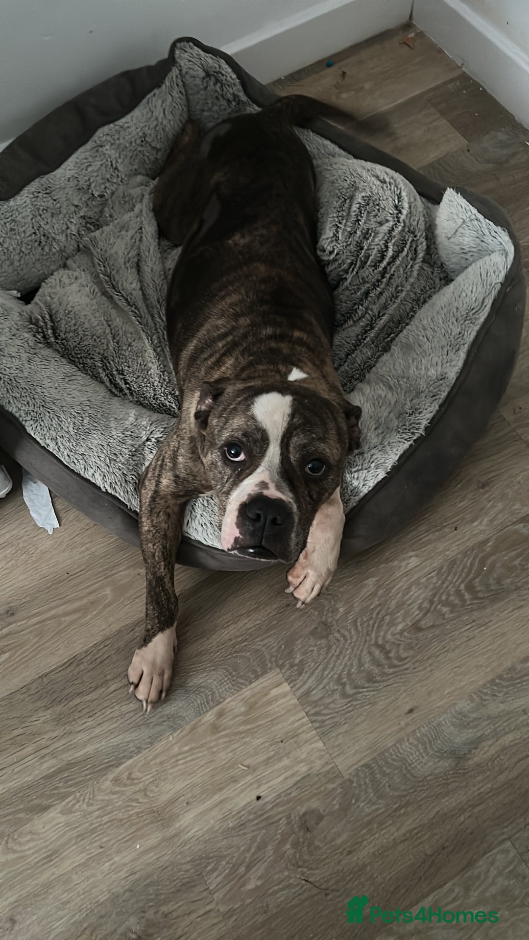 Old Tyme Bulldog dogs for sale: Poppy - Image 1
