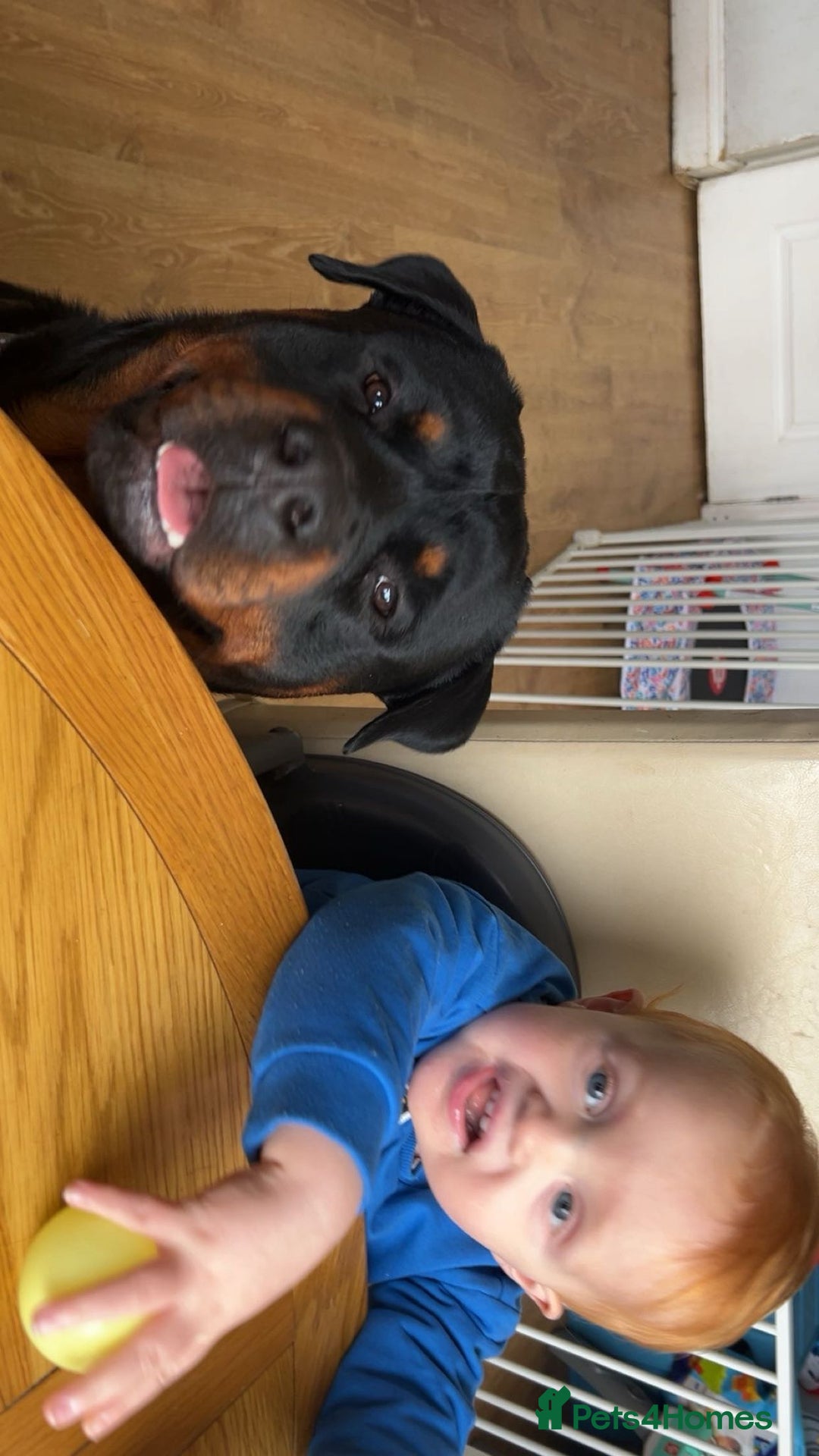 Rottweiler dogs for stud: Azrael KC Reg health tested stud  - Advert 5