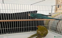 Parakeets birds for sale: Young female kakariki  - Advert 17