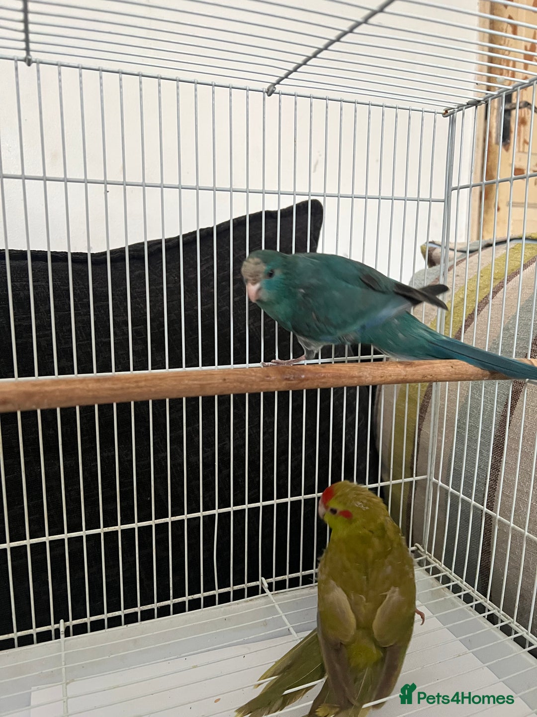 Parakeets birds for sale: Young female kakariki  - Advert 17