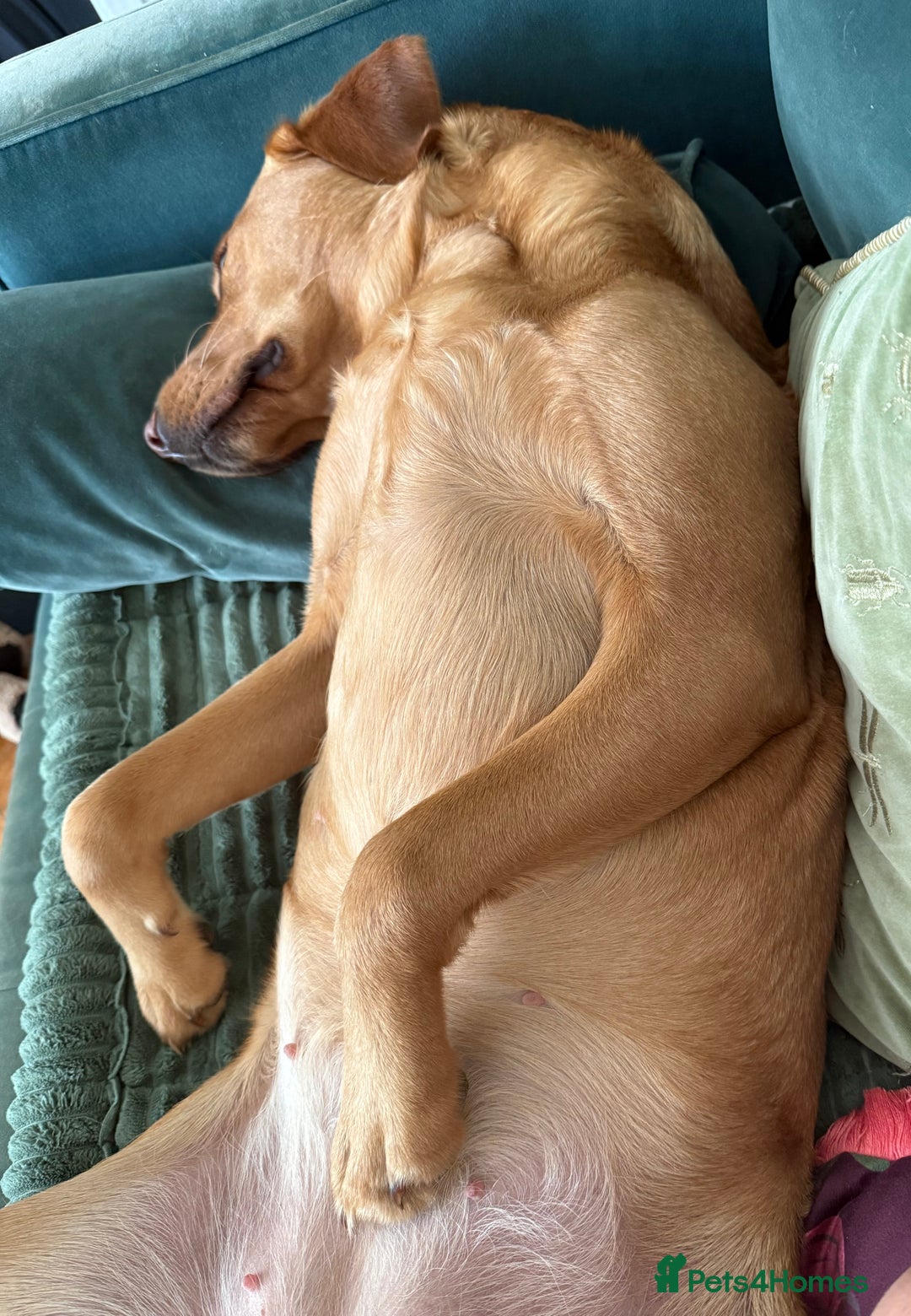 Labrador Retriever dogs for sale: Fox red Labrador puppies due end of November  - Advert 2