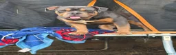 Olde English Bulldogge dogs for stud: Olde English bulldog for studding  - Advert 4