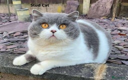 British Shorthair cats for sale: GCCF British Shorthair Kittens Champion Bloodlines - Image 19