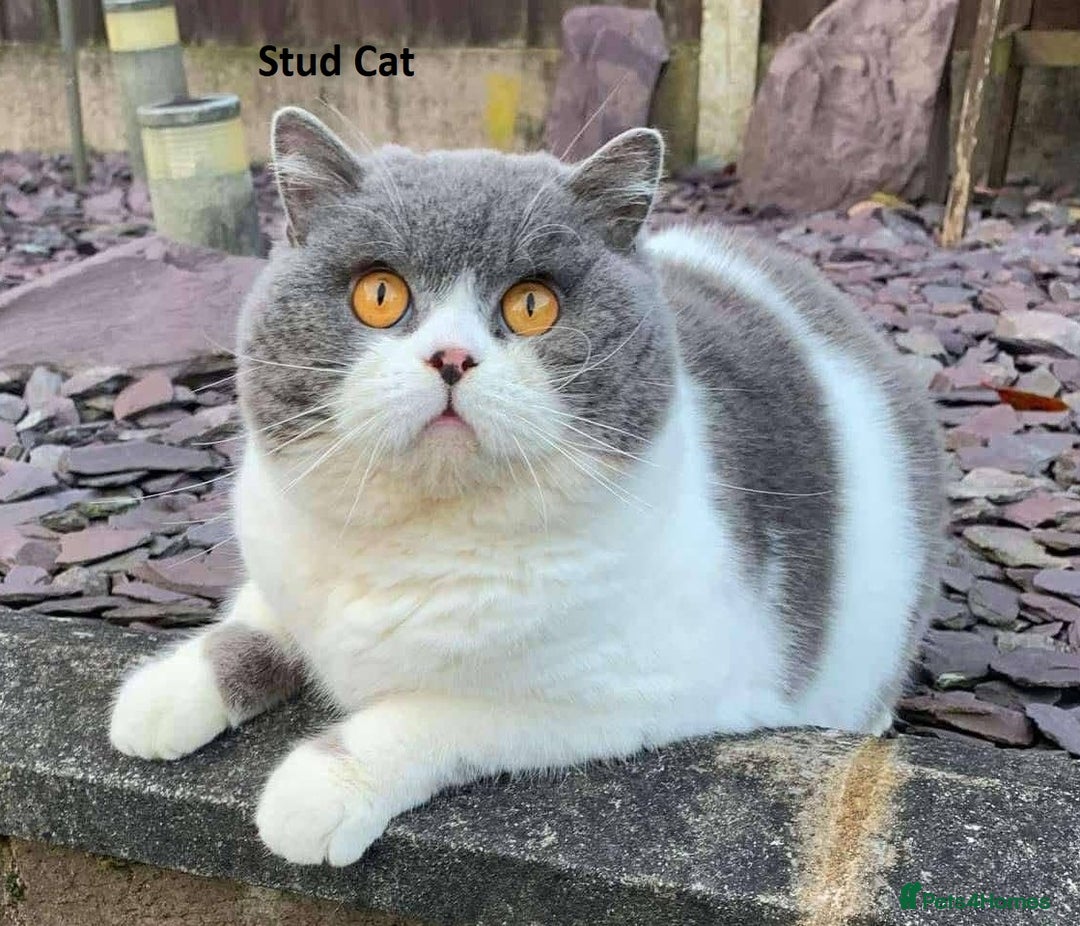 British Shorthair cats for sale: GCCF British Shorthair Kittens Champion Bloodlines - Image 19