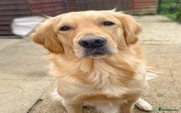 Golden Retriever dogs for sale: [KC Pure Pedigree] Family Raised GR Puppies - Image 3