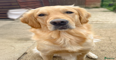 Golden Retriever dogs - Advert 4