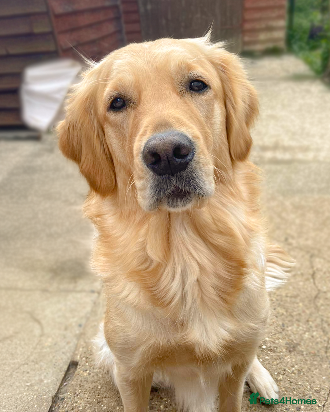 Golden Retriever dogs for sale: [KC Pure Pedigree] Family Raised GR Puppies - Image 3