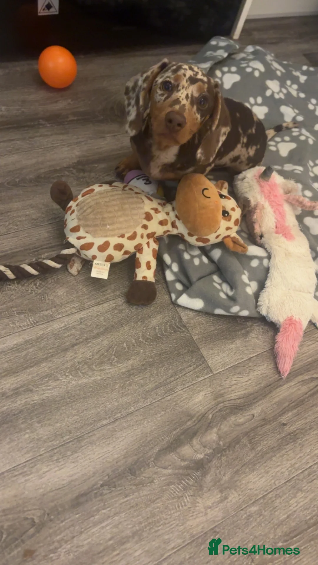 Miniature Dachshund dogs for sale: Dachshunds Ready Now  - Advert 2