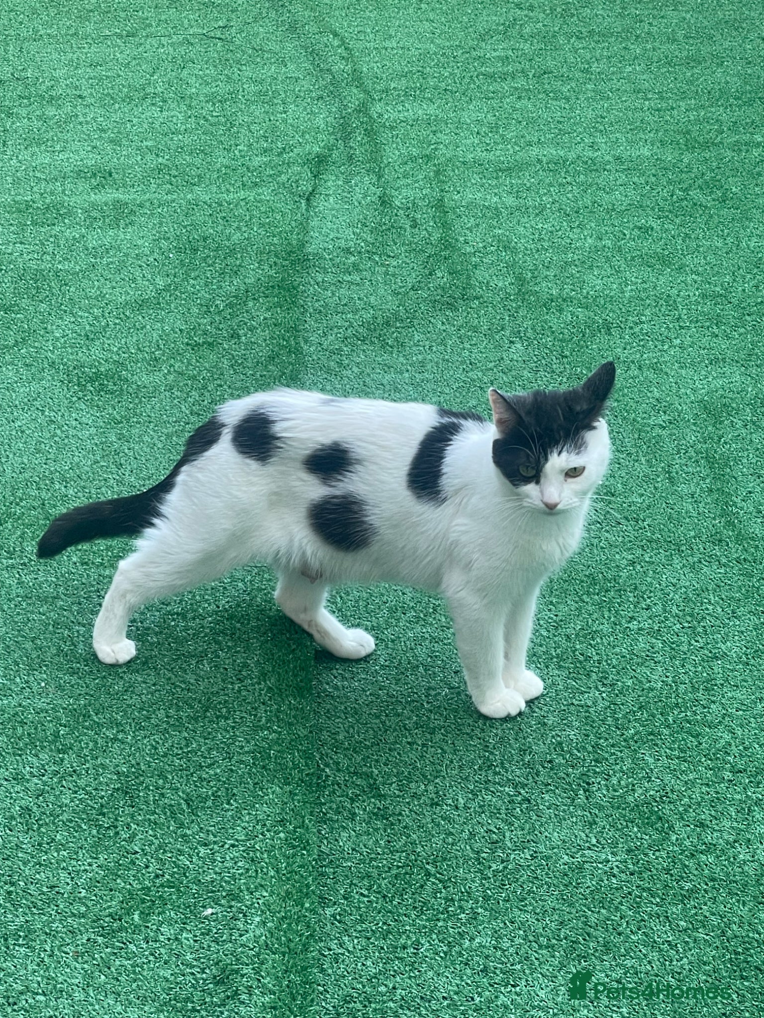 Mixed Breed cats for sale: Four gorgeous kittens - Advert 1